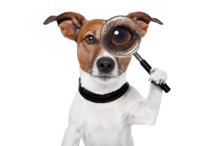 Veterinar la domiciliu Bucuresti