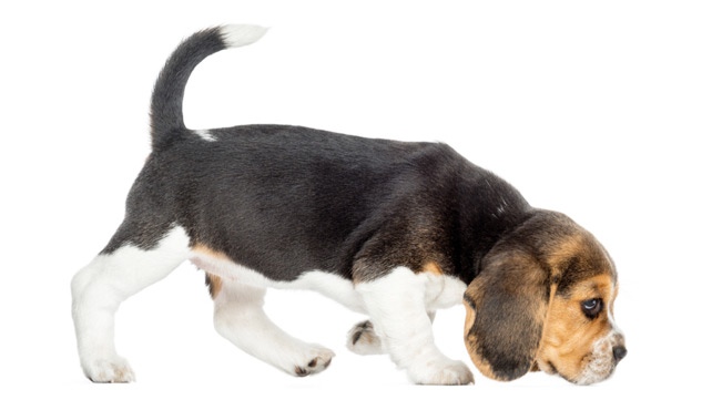 Veterinar la domiciliu Bucuresti