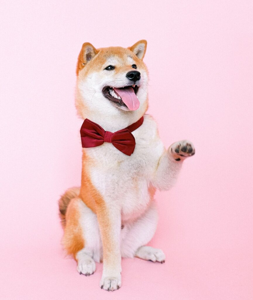 Veterinar la domiciliu Bucuresti