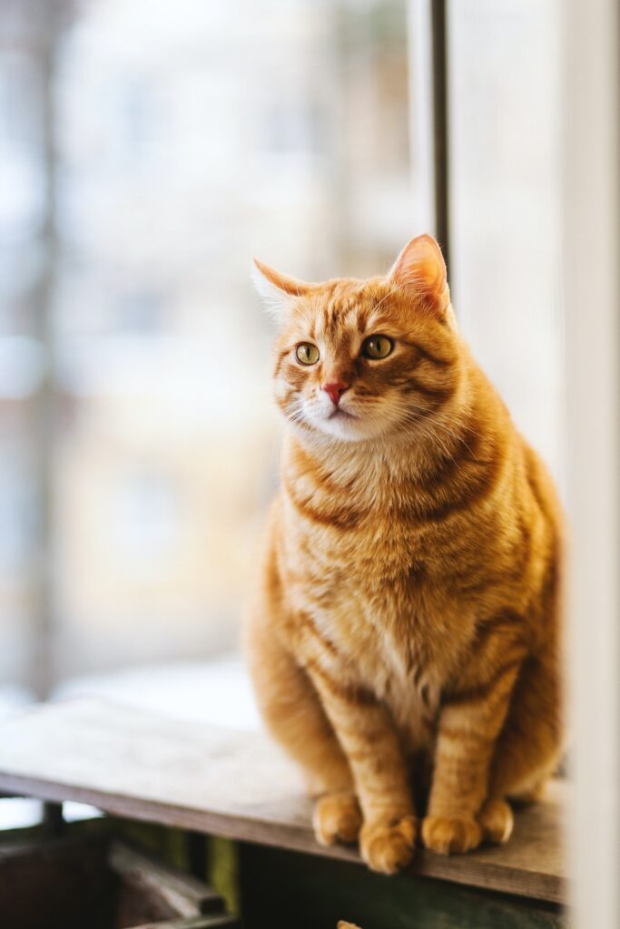 Veterinar la domiciliu Bucuresti