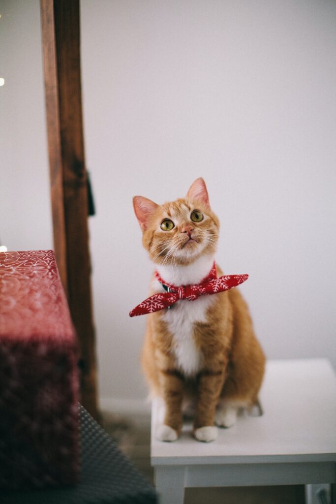 Veterinar la domiciliu Bucuresti