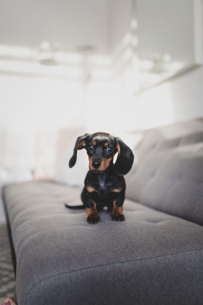 Veterinar la domiciliu Bucuresti