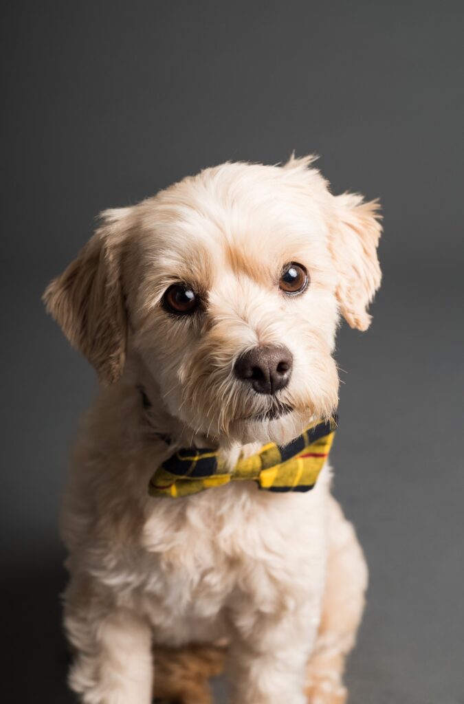 Veterinar la domiciliu Bucuresti