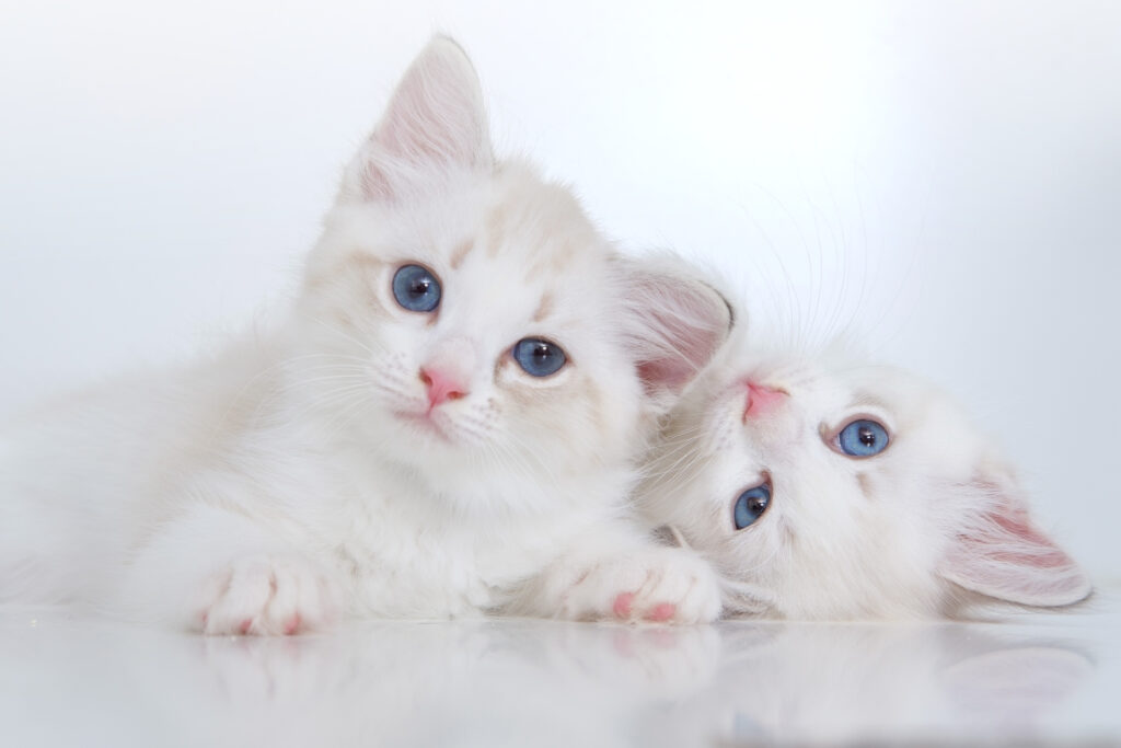 Veterinar la domiciliu Bucuresti