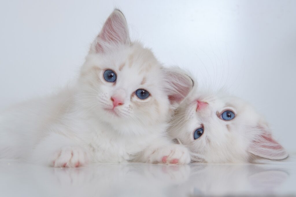 Veterinar la domiciliu Bucuresti