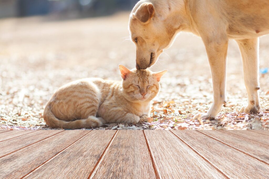 Veterinar la domiciliu Bucuresti