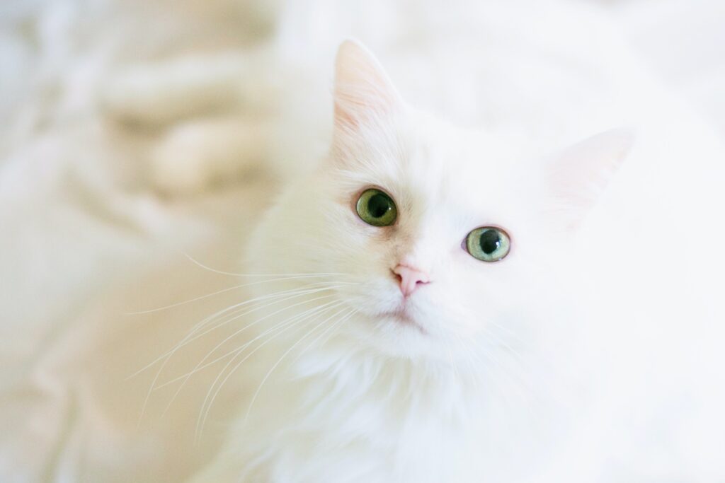 Veterinar la domiciliu Bucuresti