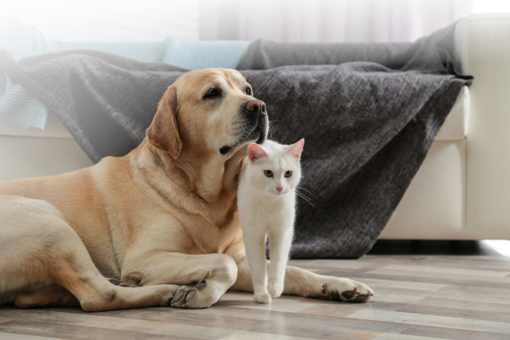 Veterinar la domiciliu Bucuresti