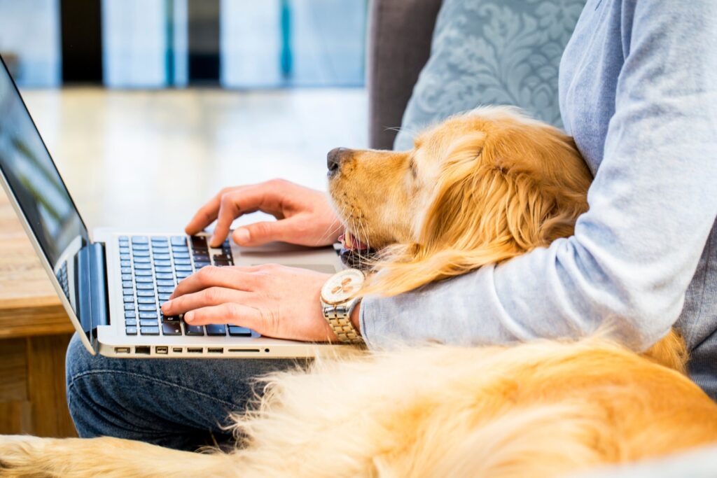 Veterinar la domiciliu Bucuresti