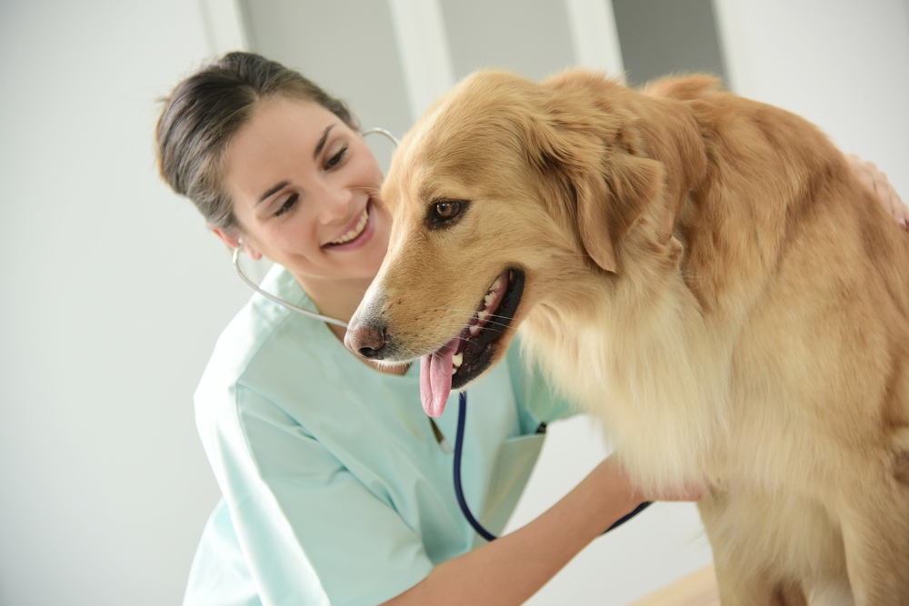 Veterinar la domiciliu Bucuresti