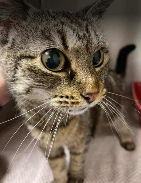 Veterinar la domiciliu Bucuresti