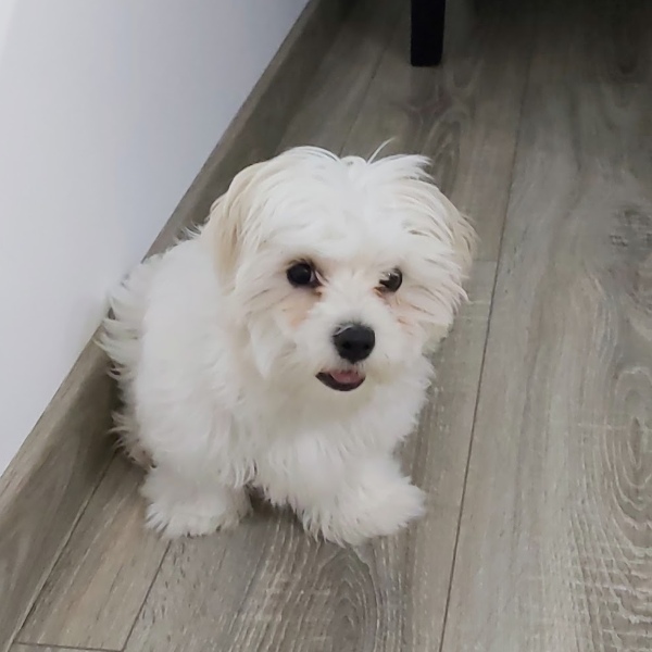 Veterinar la domiciliu Bucuresti