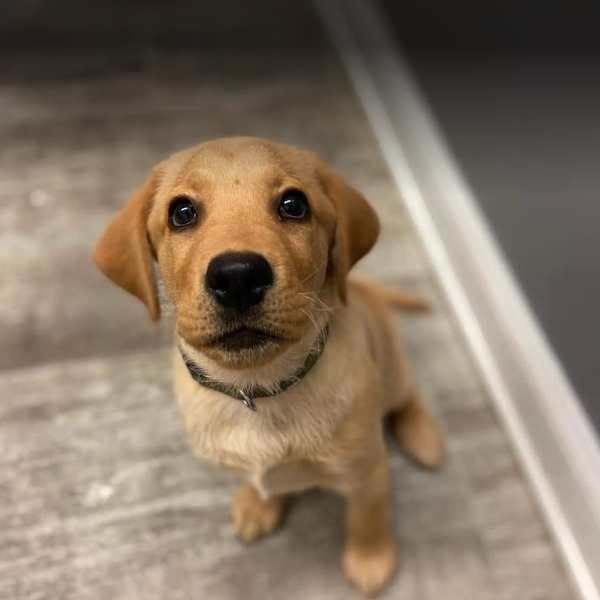 Veterinar la domiciliu Bucuresti