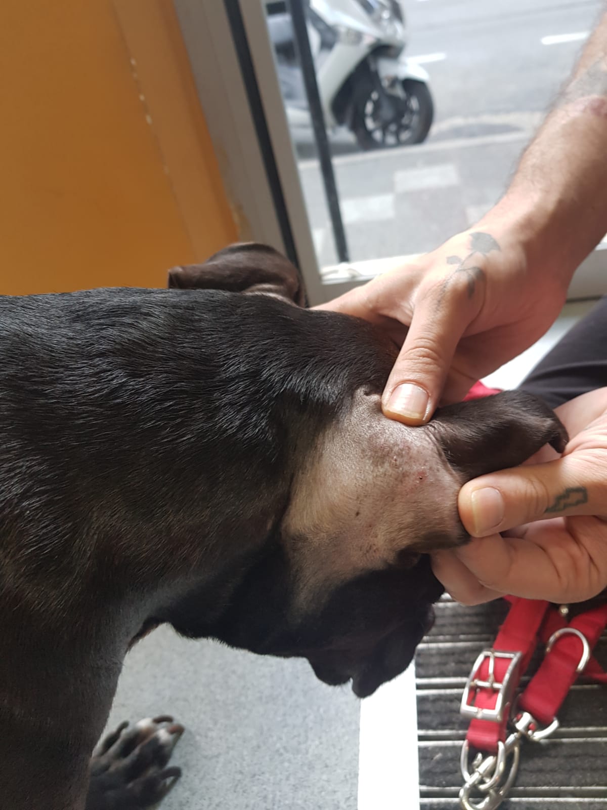 Veterinar la domiciliu Bucuresti
