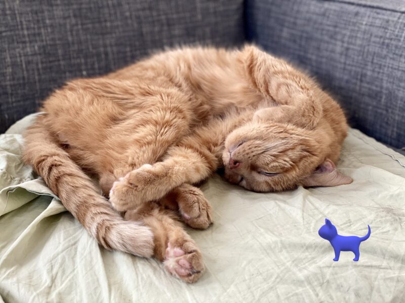 Anorexia la pisici - pisica pierde in greutate