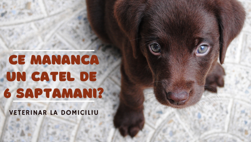 Ce mananca un catel de 6 saptamani