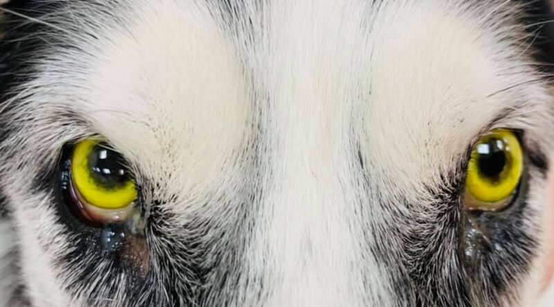 Husky cu hepatita si colangita