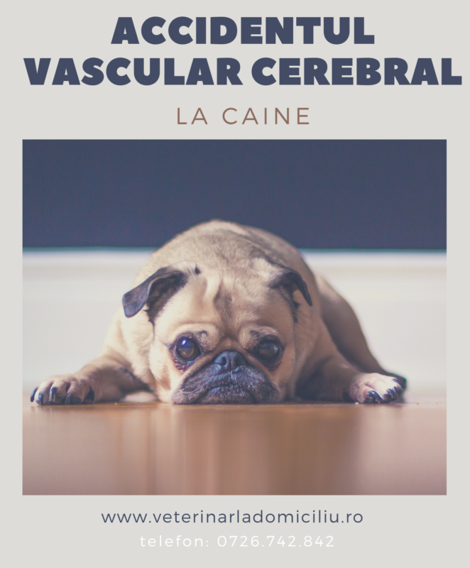 Accidentul vascular cerebral la caine