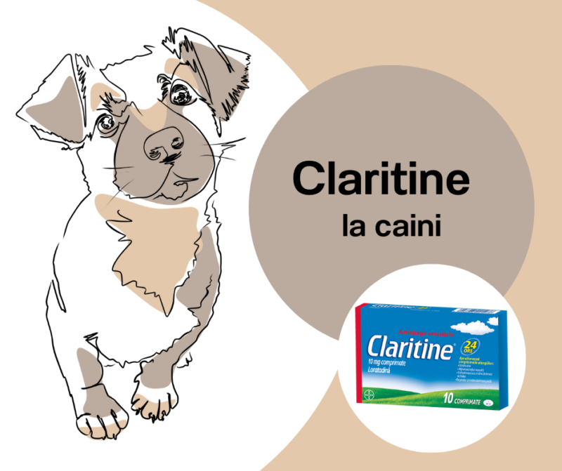 Claritin caine se scarpina veterinar antihistaminic