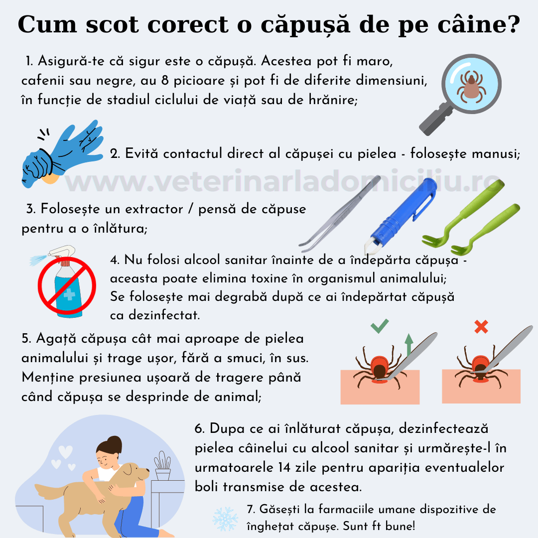 Veterinar la domiciliu Bucuresti