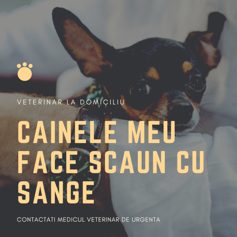 Cainele meu face scaun diareic cu sange