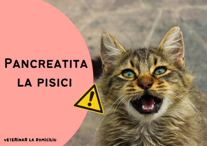 Pancreatita la pisici