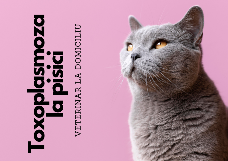 Toxoplasmoza la pisici