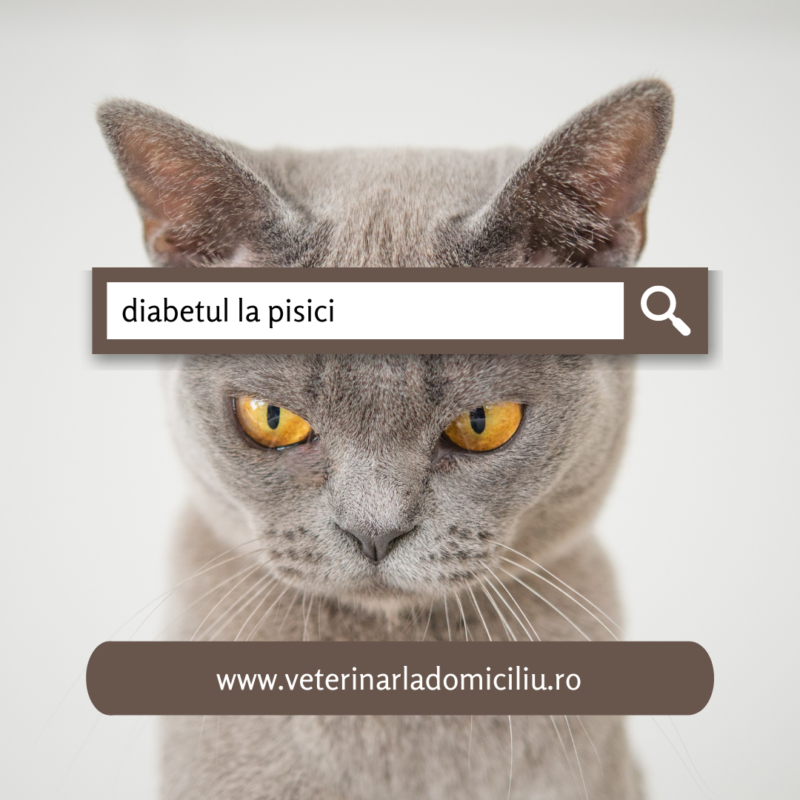 diabetul la pisici