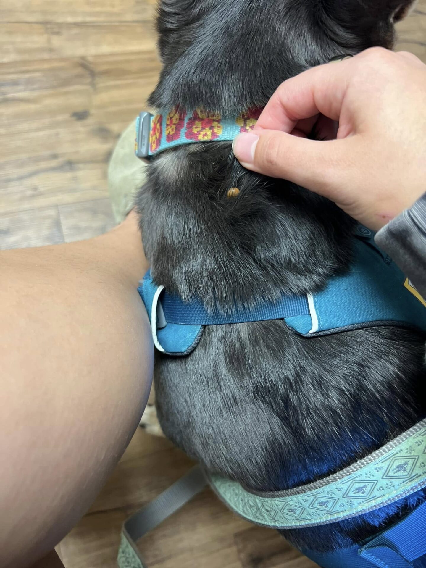 Veterinar la domiciliu Bucuresti