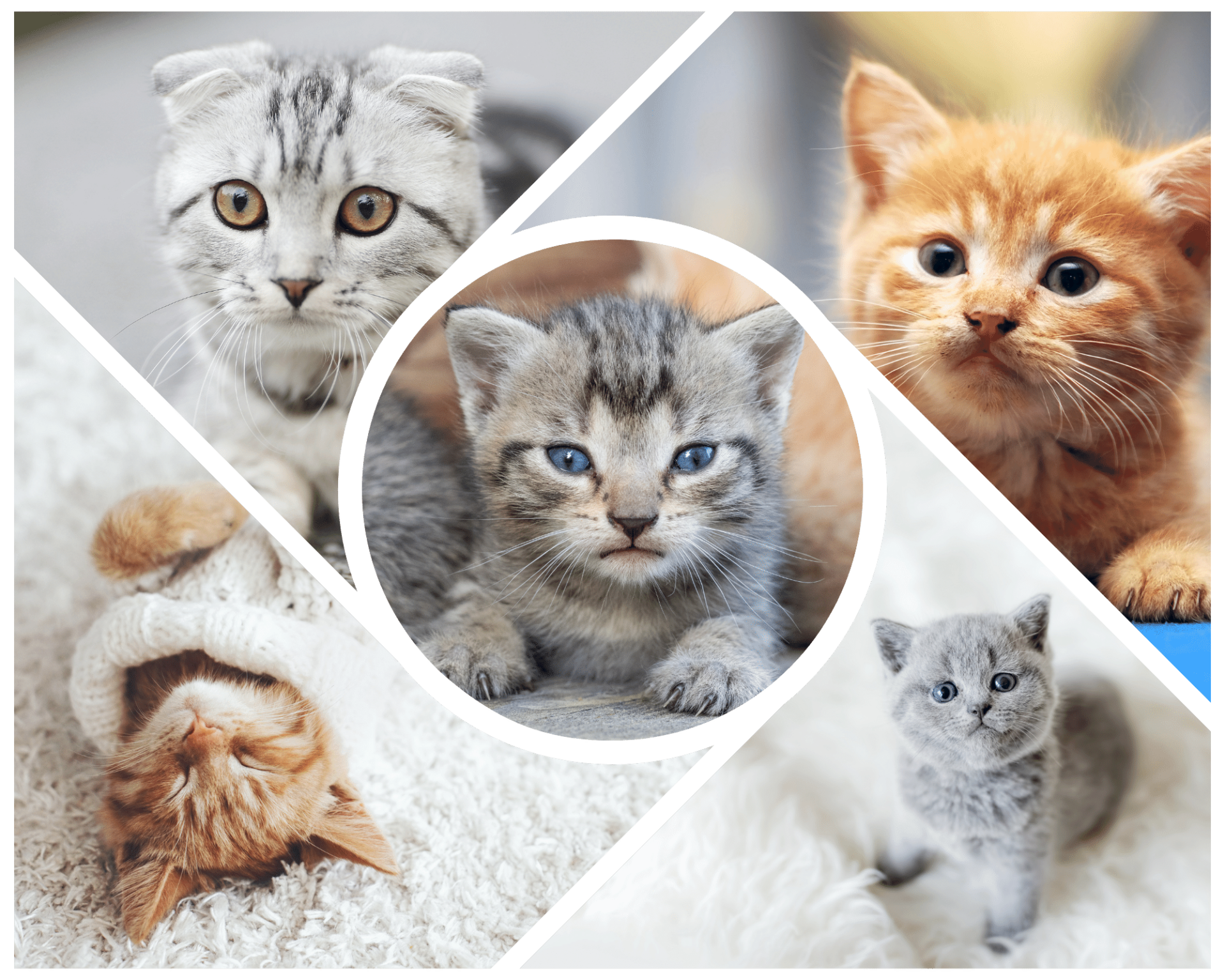 Continental elite Dislike Ingrijirea pisicilor de la nastere pana la 8 saptamani - Veterinar la  domiciliu – NON STOP