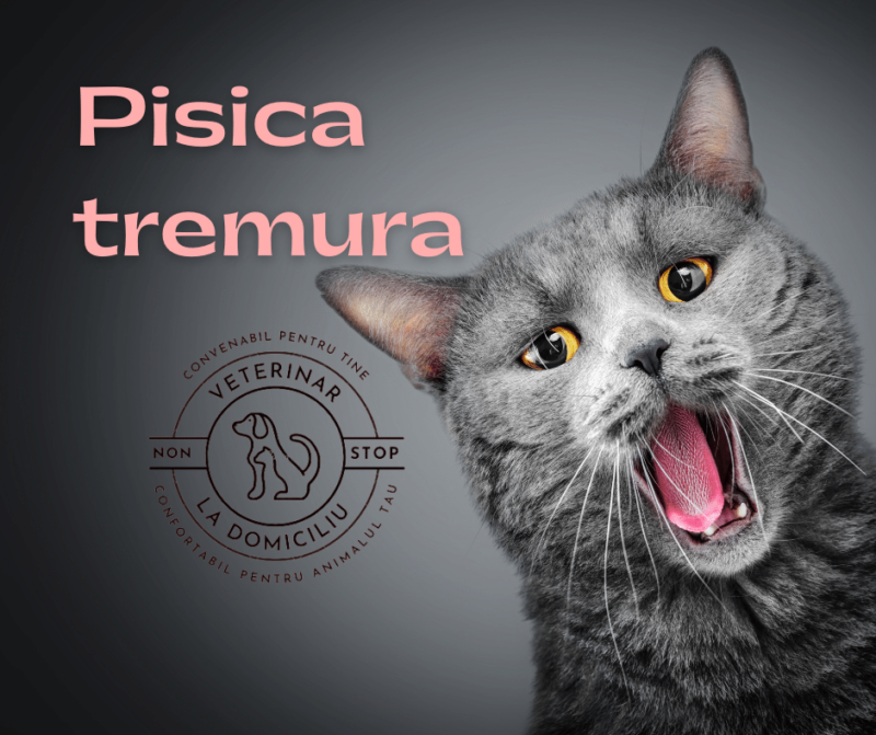 pisica mea tremura