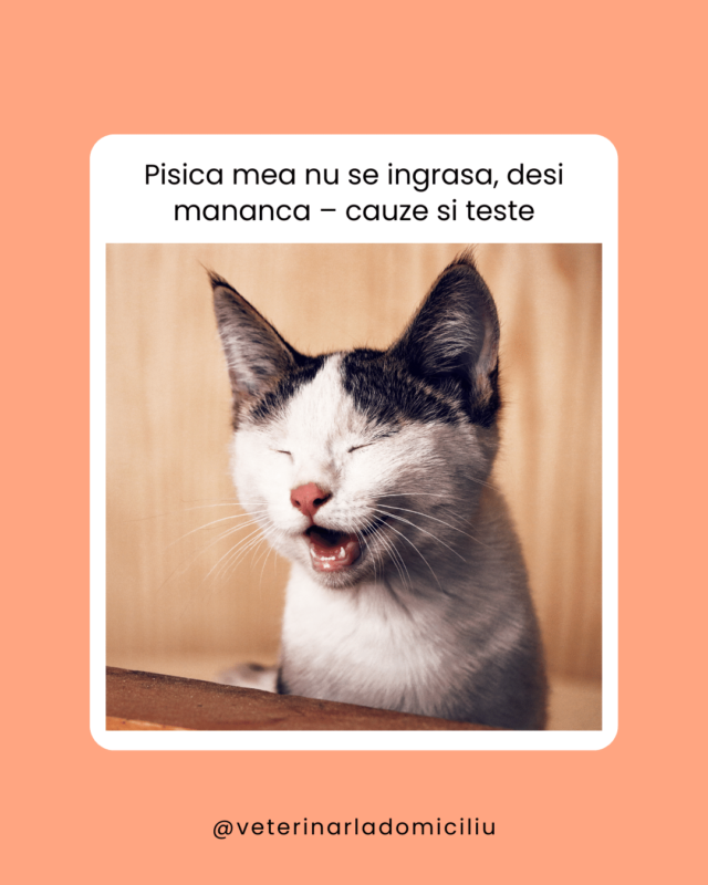 Pisica mea nu se ingrasa, desi mananca – cauze si teste