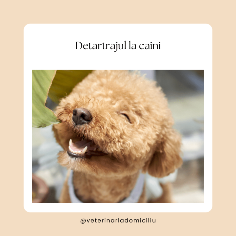 detartrajul la caini