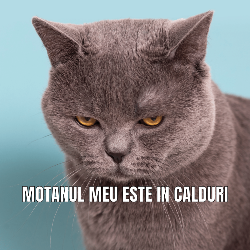 motanul meu este in calduri