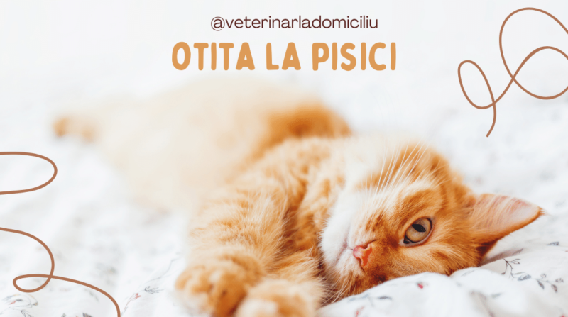 Otita la pisici