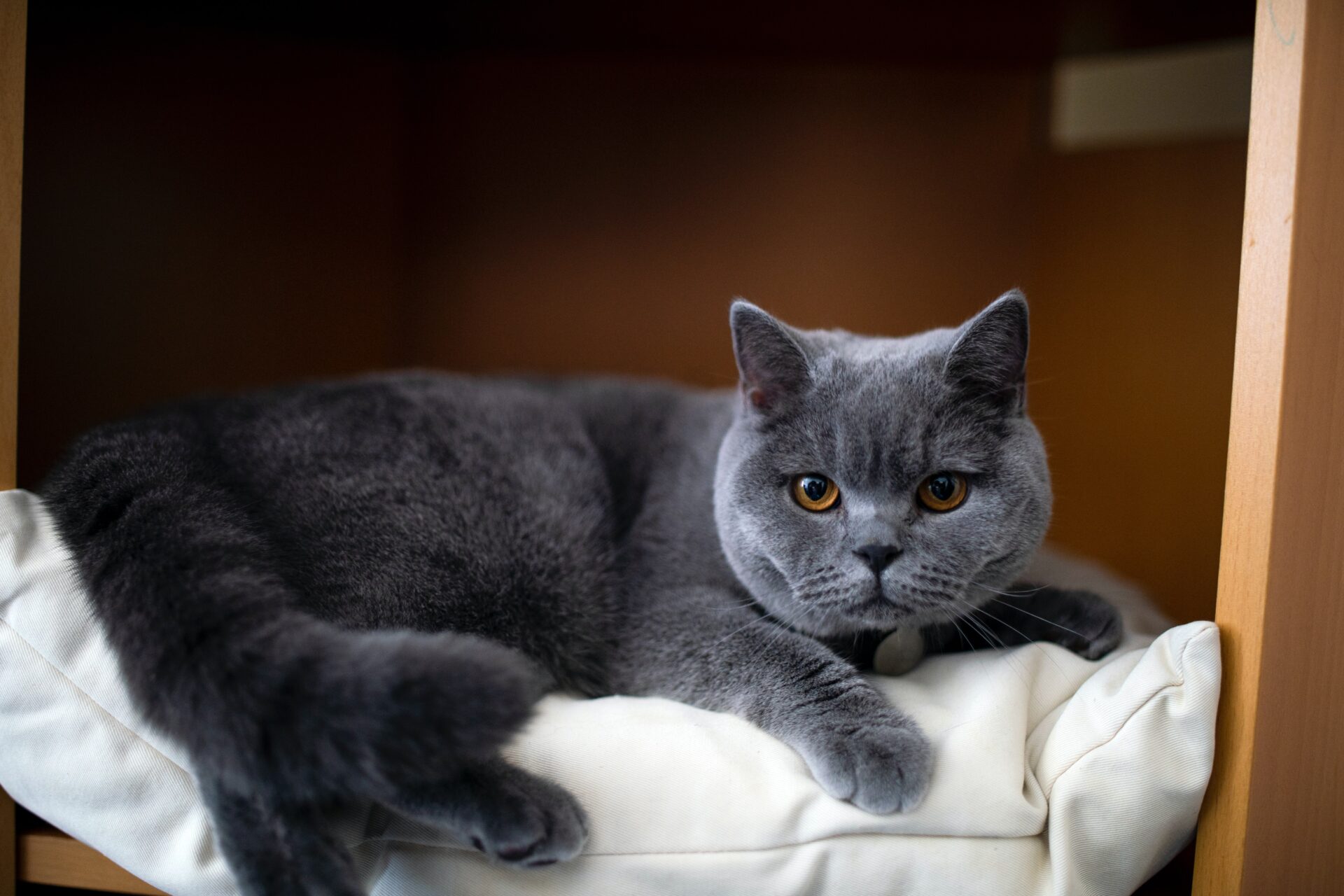 Veterinar la domiciliu Bucuresti