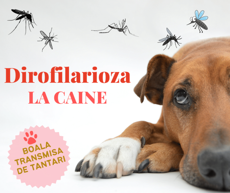 dirofilarioza la caine