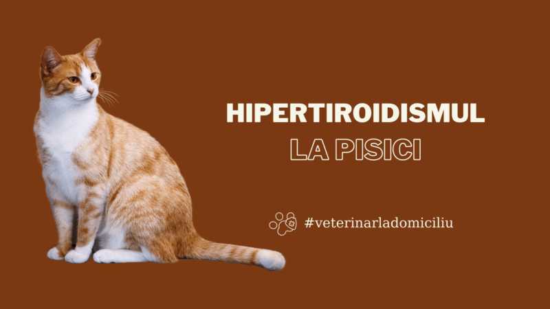 hipertiroidism pisica