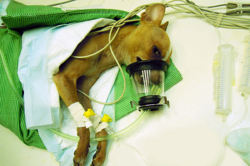 Veterinar la domiciliu Bucuresti