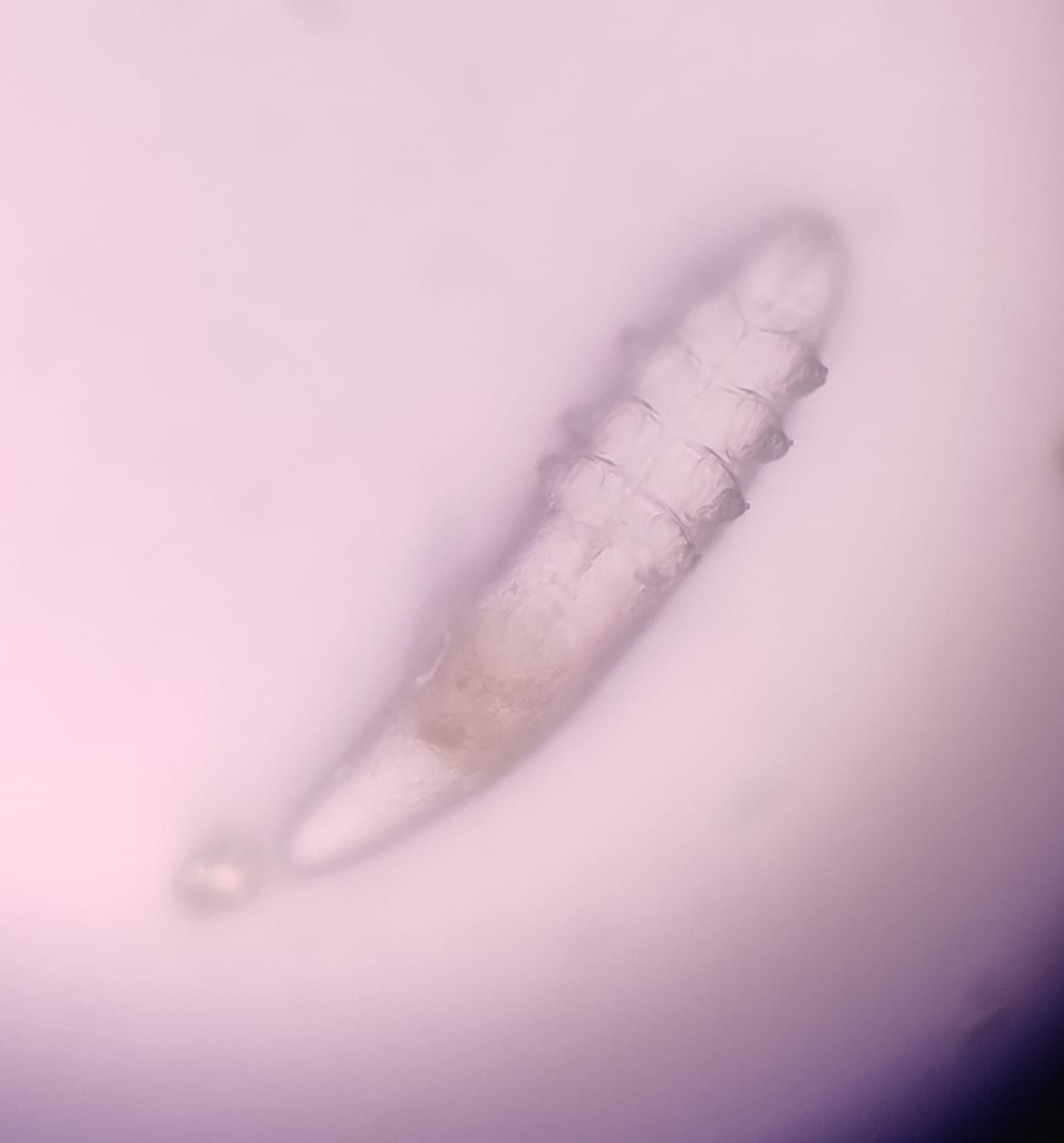 Veterinar la domiciliu Bucuresti