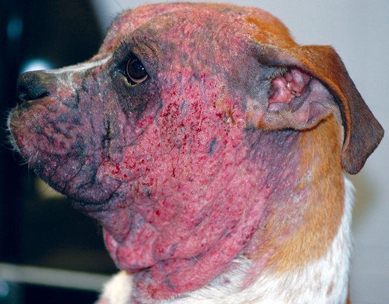 Veterinar la domiciliu Bucuresti