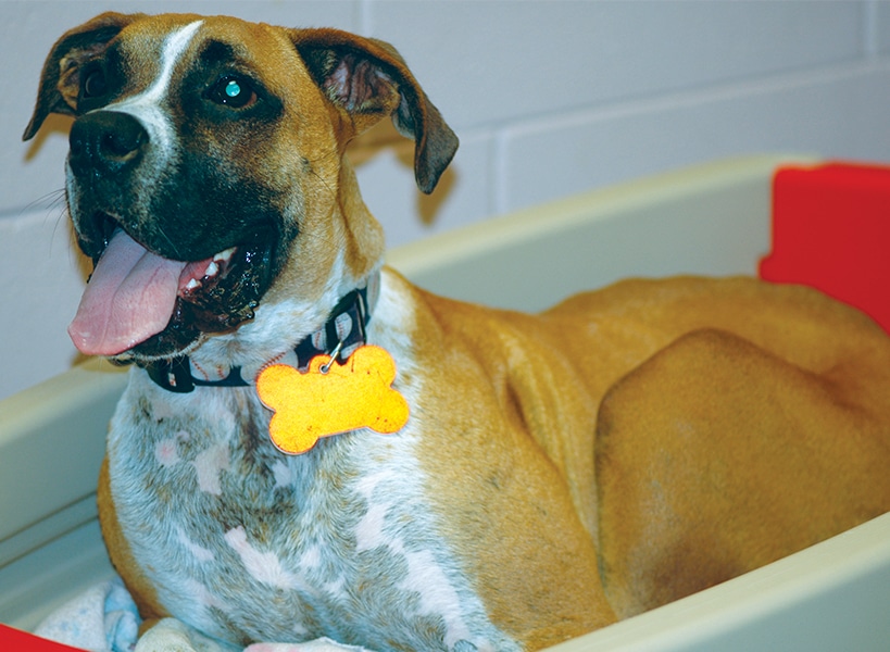 Veterinar la domiciliu Bucuresti