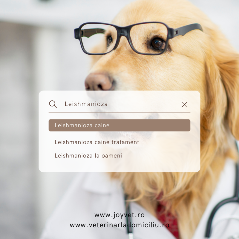 leishmanioza caini
