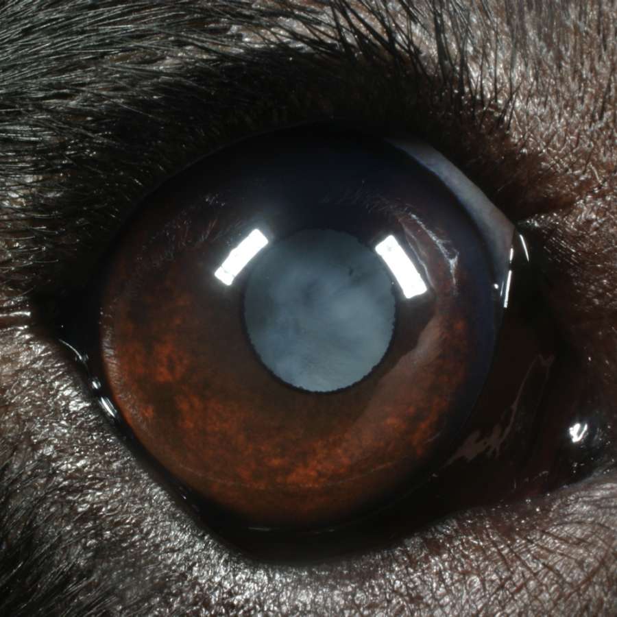 Veterinar la domiciliu Bucuresti