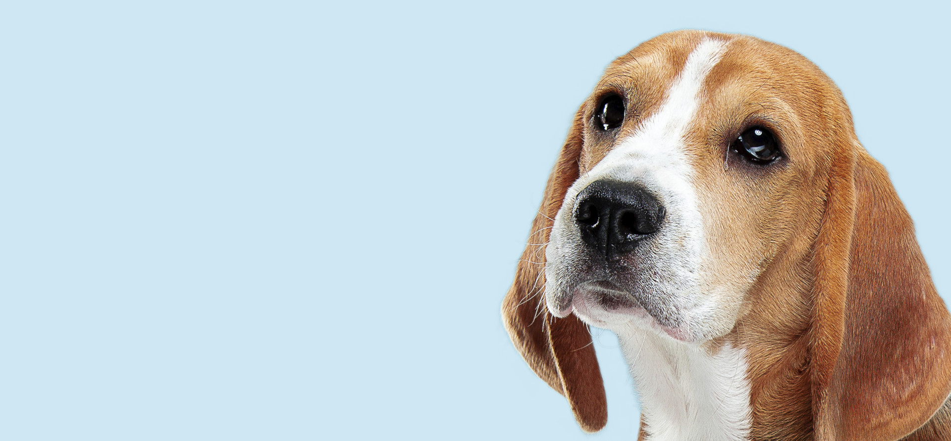 Veterinar la domiciliu Bucuresti