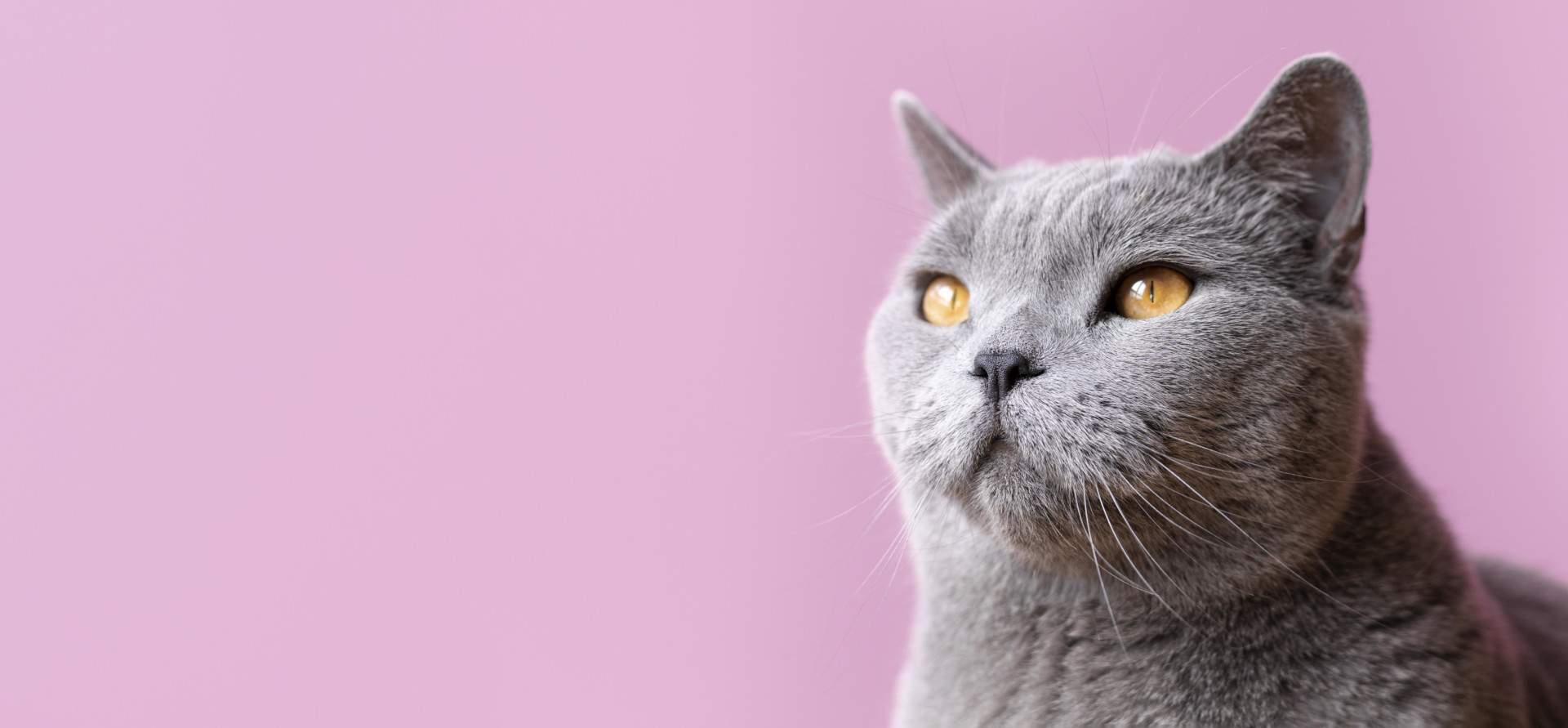 Veterinar la domiciliu Bucuresti