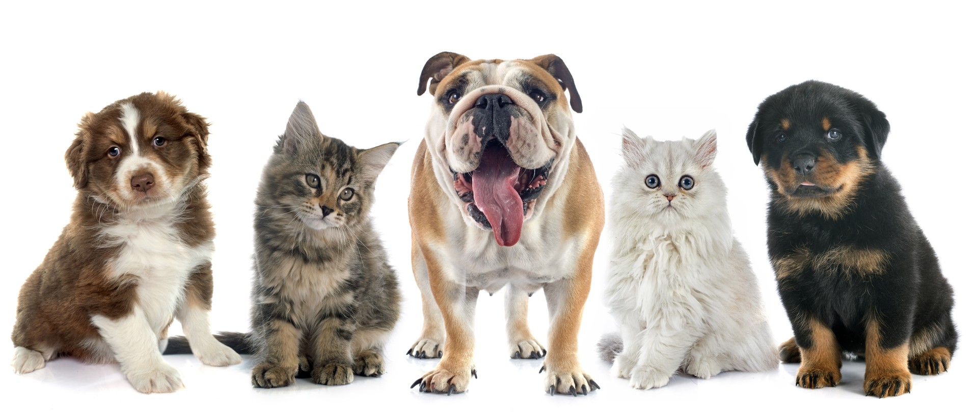 Veterinar la domiciliu Bucuresti
