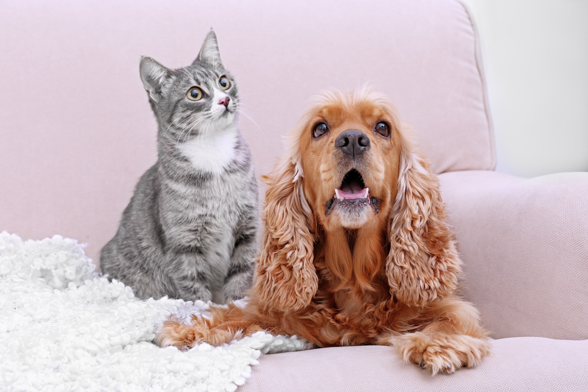 Veterinar la domiciliu Bucuresti