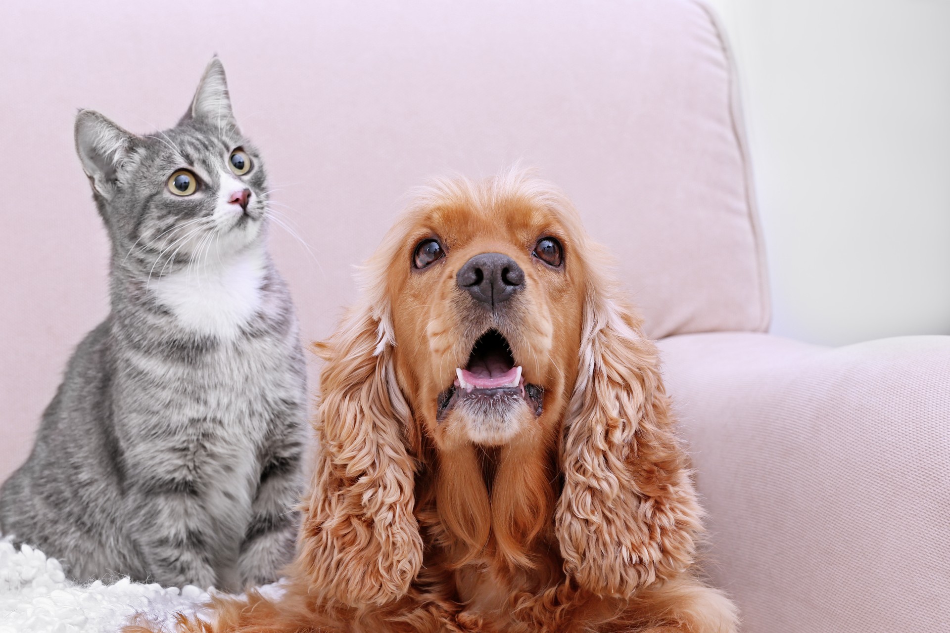 Veterinar la domiciliu Bucuresti