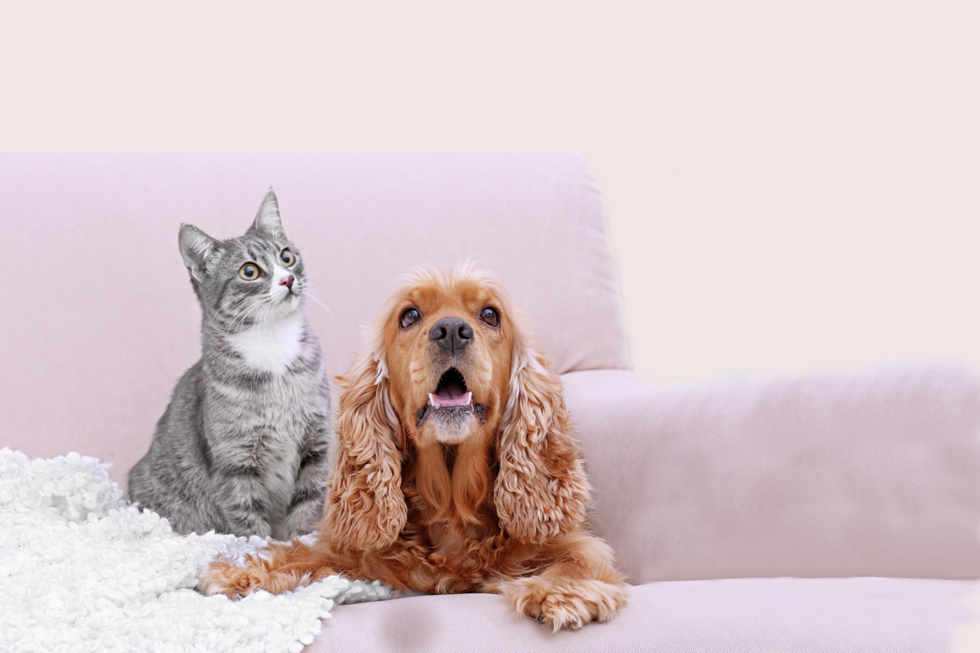 Veterinar la domiciliu Bucuresti
